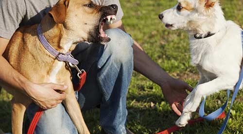 Aggressives Verhalten kommt oft durch Angst, Frust, Schmerz... 