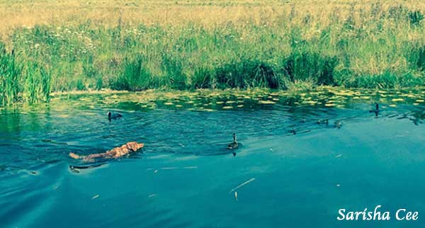 Enten nachschwimmen hat grossen belohnenden Charakter