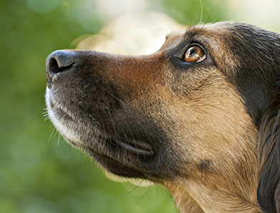 etwas unangenehmes Entfernen - Hund ist erleichtert