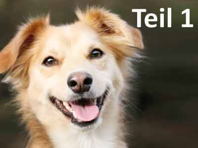 Fachbeitrag Lerntheorie Hund - Teil 1