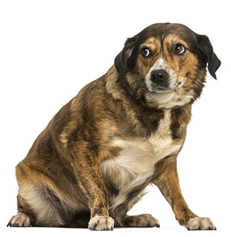 Hund Angst - das darf nicht sein!