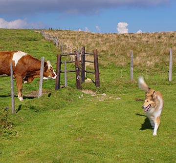 Hund hat das Bild "Kuh" mit Gefahr verknüpft.