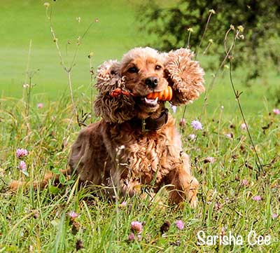 Motivierte Hunde lernen am schönsten!