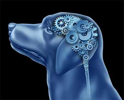 Die Löschung - wenn die Verknüpfung im Hirn nachlässt.