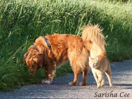 Dieser Hund ist sich Katzen gewohnt, er reagiert gar nicht darauf sondern konzentriert sich auf die Beschäftigung schnüffeln.