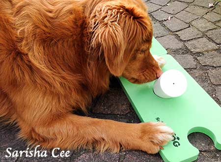 Ein Hund ist dabei den richtigen Geruch anzuzeigen.