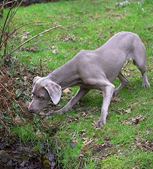 dieser Hund wird sensibilisiert auf das, was er gerade sieht.