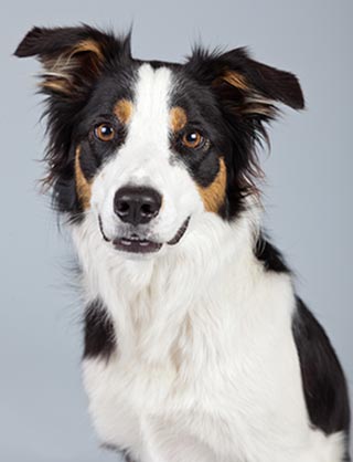 Der SKN Theoriekurs informiert über gute Hundehaltung