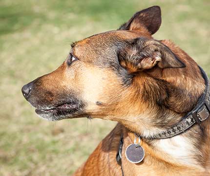 Was sind die Emotionen dieses Hundes?