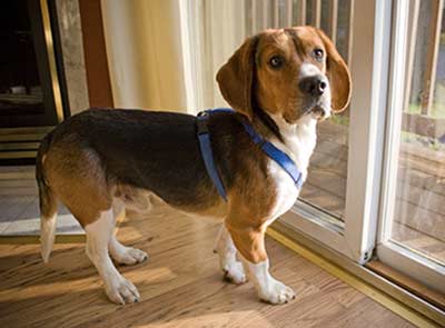 Was ist das Nomalverhalten dieses Hundes?