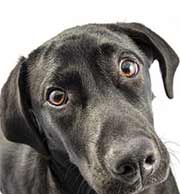 Fachwissen Hund