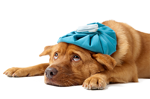 Kranker Hund mit Kühlelement auf dem Kopf