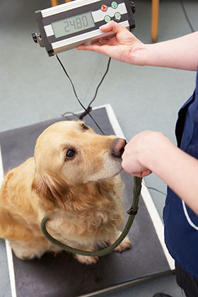 Gewichtskontrolle beim Hund