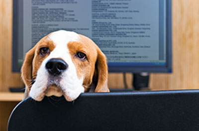 Hund mit PC im Hintergrund