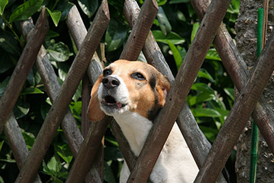 Hund bellt durch Gartenzaun zum Nachbar rüber.