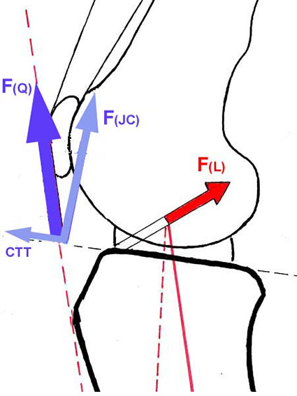 Schematische Darstellung der wichtigsten Kräfte im Kniegelenk eines Hundes
