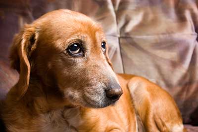 Hund schaut traurig