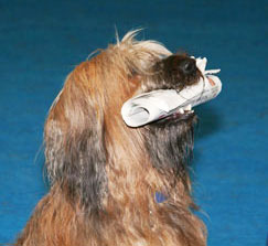 Hund hält Zeitung in seinem Mund.