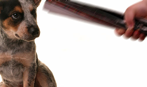 Hund wird mit Zeitung geschlagen