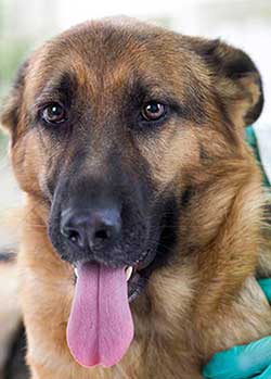 Anzeichen einer Vergiftung beim Hund, zum Beispiel Hecheln