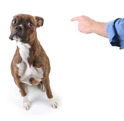 Verhaltenstherapie bedeutet nicht Hunde zu massregeln.