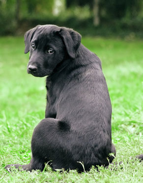 Trauriger Hund wünscht sich mehr Zeit von seiner Familie