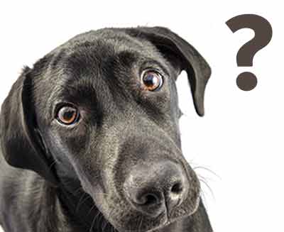 Kenne ich meinen Hund?