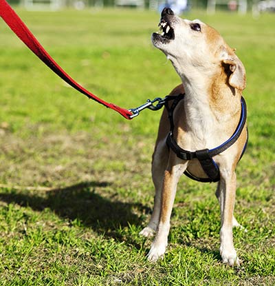 Aggression im Hundetraining kann zu gegenaggression führen