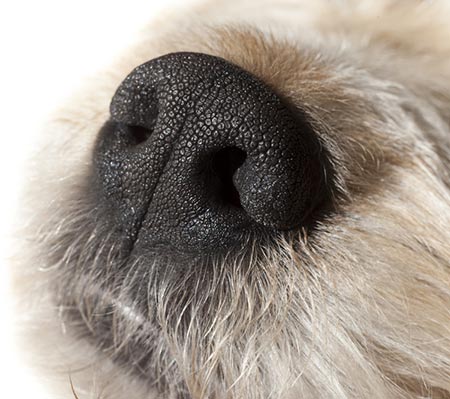 Der Geruchsinn des Hundes - ein Wunderwerk!