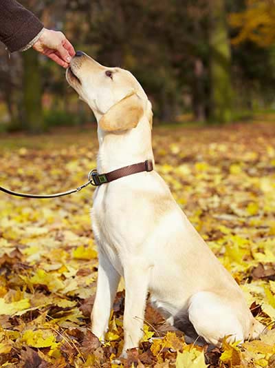 Hund lerntheorie - Futterbelohnung