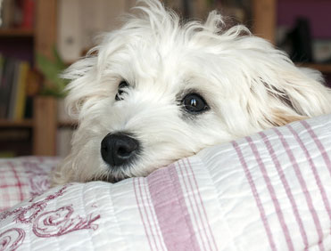 Hund ist gelangweilt