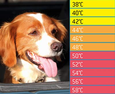 Hund in der Hitzefalle Auto - Lebensgefahr!