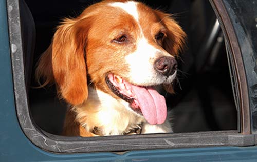 Hund sitzt im viel zu warmen Auto und hechelt.