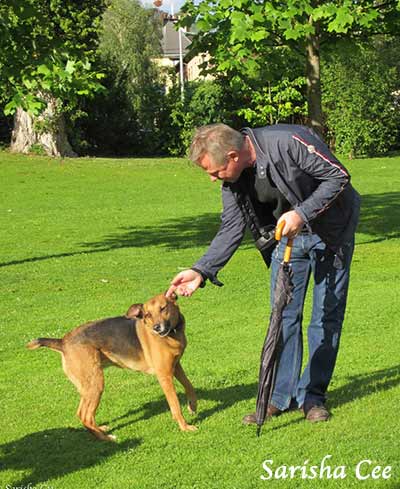 Hunde streicheln als Belohnung