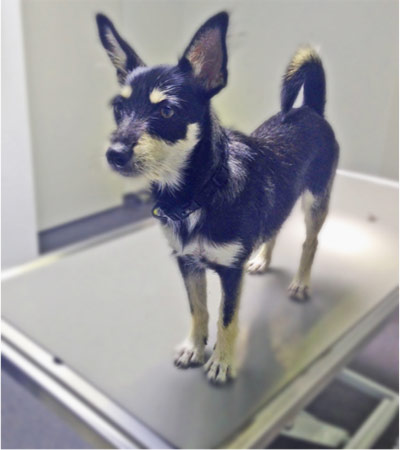 Hund steht auf Behandlungstisch