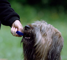 Hund beisst auf Clicker und clickt sich selbst.