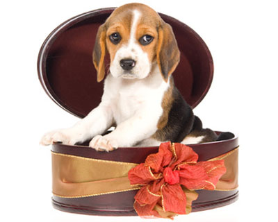 trauriger Hund in Geschenkbox