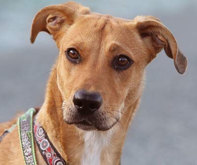 Der Hund ist ein hoch soziales Lebewesen