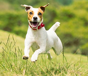 Rückruftraiing Hund