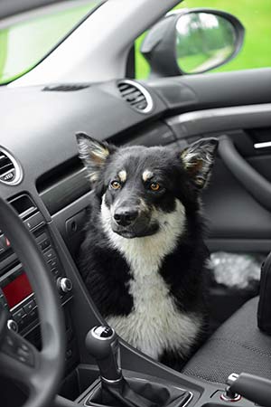 Hund im überhitzten Auto zurück lassen ist strafbar