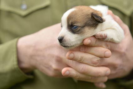 Augen auf beim Hundekauf: illegale Welpenhändler kennen alle Tricks!