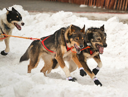 Schlittenhunde erbringen oft Höchstleistungen