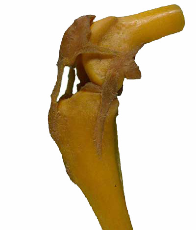 Echtes Kniegelenk eines Hundes, Patella ist ersichtlich.