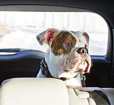 kurznasige Hunde sind besonders Hitzeempfindlich!