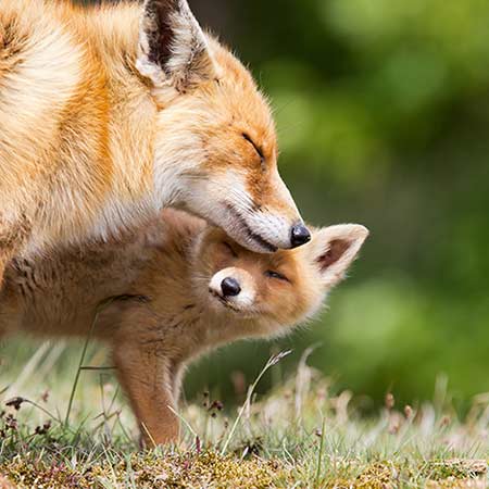 Fuchs Familie im Wald