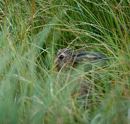 Hase versteckt sich im hohen Gras