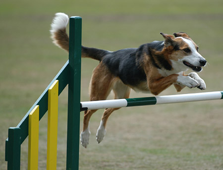 Hund springt - Agility