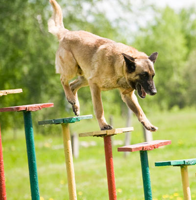 Hund in voller Leistung und Konzentration.
