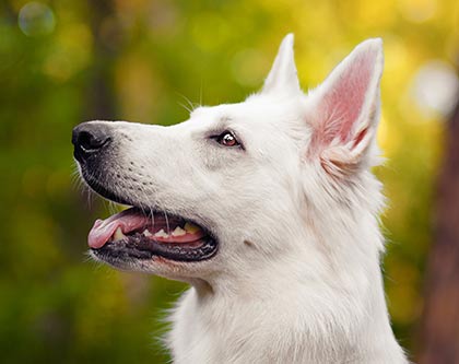 Lerntheorie - Welche Lernphasen gibt es?