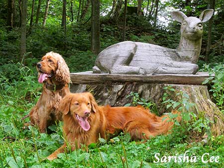 Lerntheorie Hund - Generalisierung